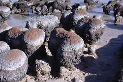 living stromatolites
